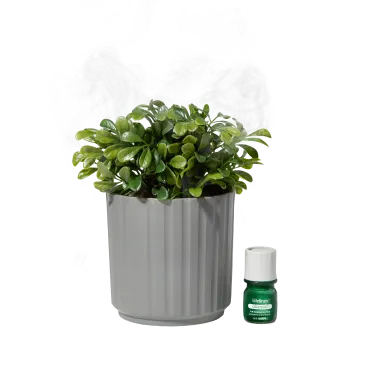 Difusor de plantas Lifelines - Bubble (planta herbácea)